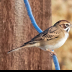 © Leslie J. Morris PhotoID # 16024882: Lark Sparrow