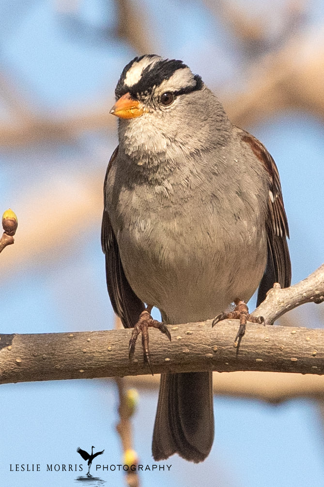 White-crowned Sparrow - ID: 16024884 © Leslie J. Morris