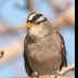 © Leslie J. Morris PhotoID # 16024884: White-crowned Sparrow