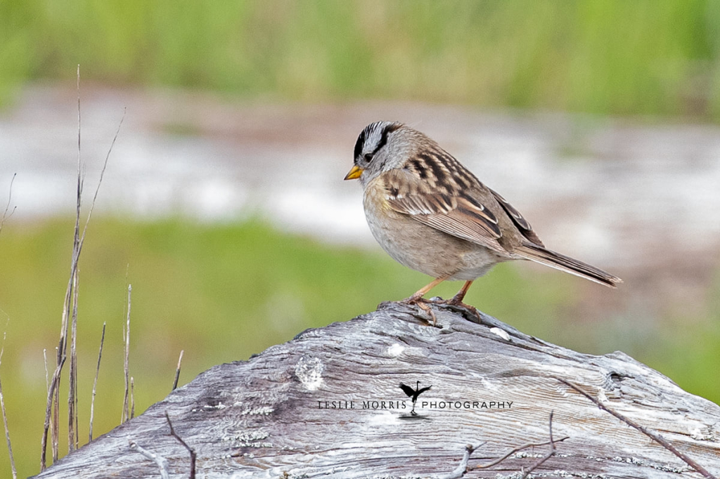 White-crowned Sparrow - ID: 16024883 © Leslie J. Morris