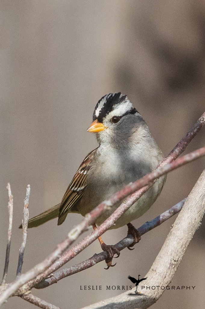 White-crowned Sparrow - ID: 16024885 © Leslie J. Morris