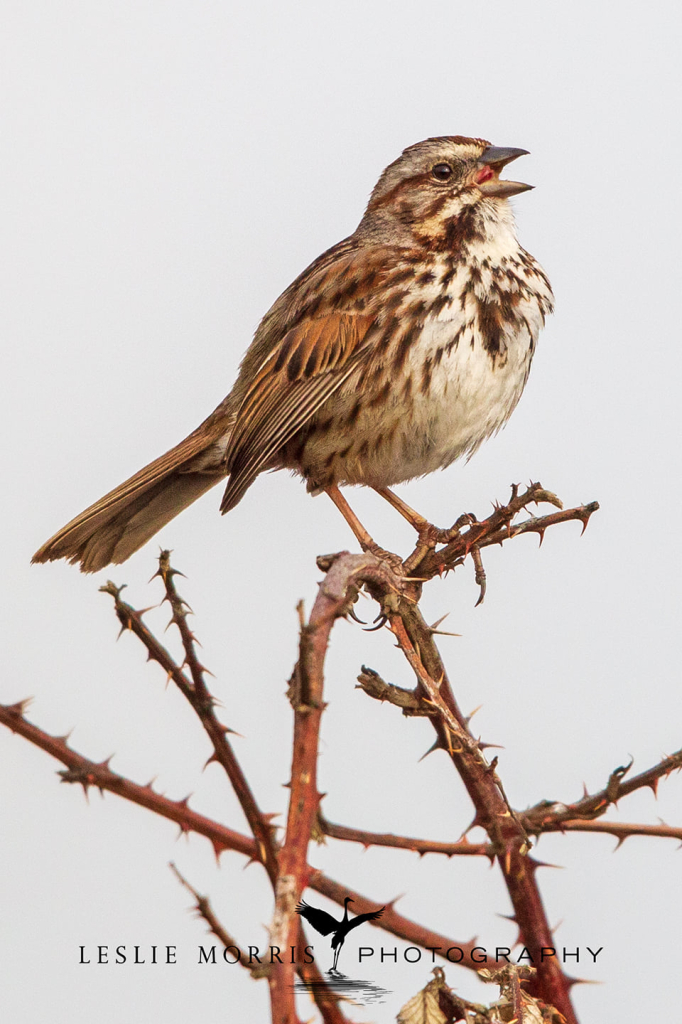 Song Sparrow - ID: 16024887 © Leslie J. Morris