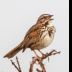 © Leslie J. Morris PhotoID # 16024887: Song Sparrow