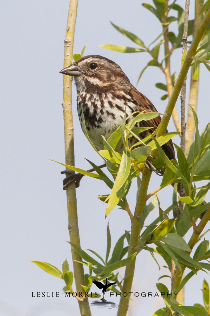 Song Sparrow - ID: 16024888 © Leslie J. Morris