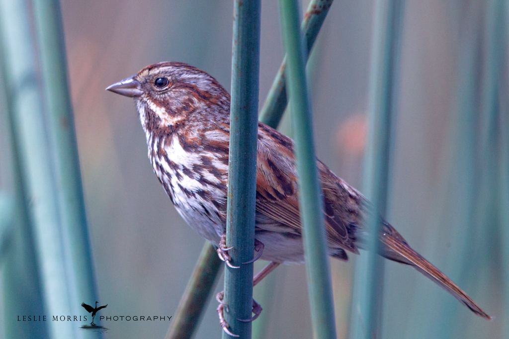 Song Sparrow - ID: 16024889 © Leslie J. Morris