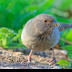 © Leslie J. Morris PhotoID # 16024890: California Towhee