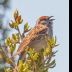 © Leslie J. Morris PhotoID # 16024892: Chipping Sparrow