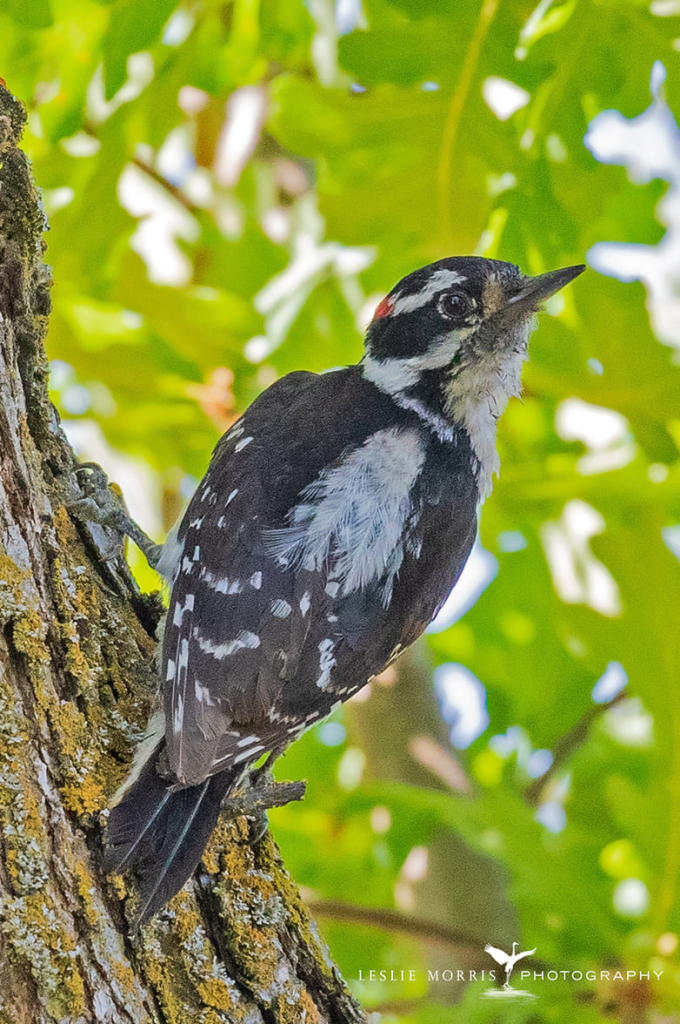 Downy Woodpecker - ID: 16024901 © Leslie J. Morris