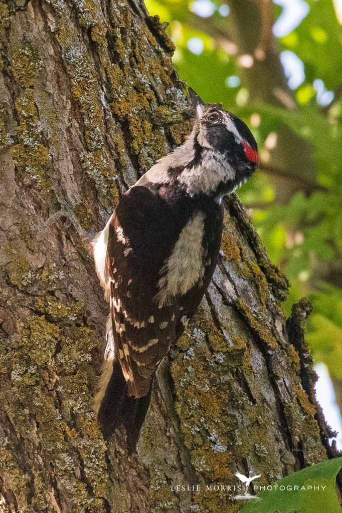 Downy Woodpecker - ID: 16024900 © Leslie J. Morris