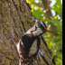 © Leslie J. Morris PhotoID # 16024900: Downy Woodpecker