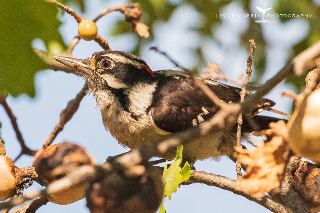 Downy Woodpecker - ID: 16024902 © Leslie J. Morris