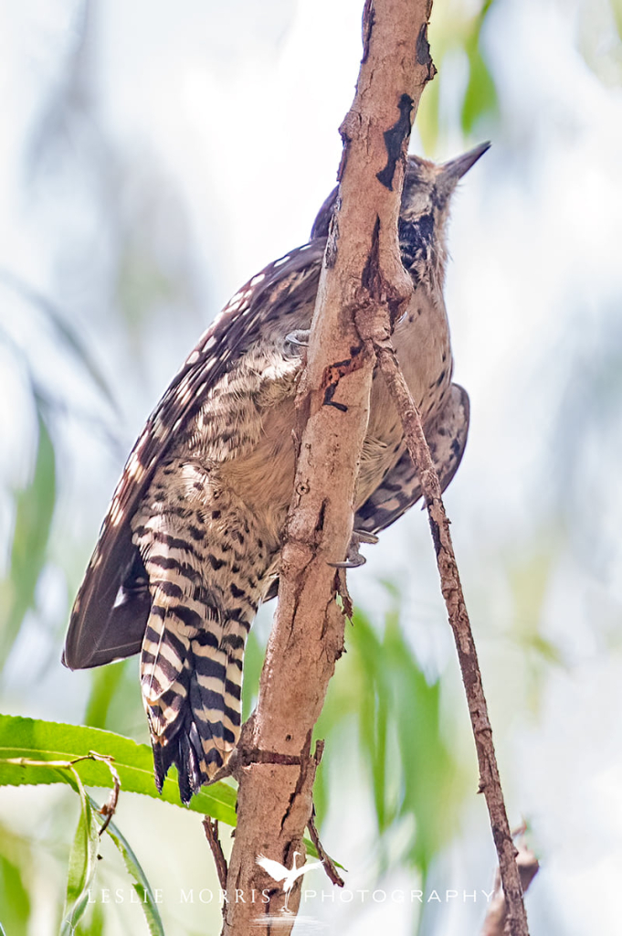 Ladderback Woodpecker - ID: 16024909 © Leslie J. Morris