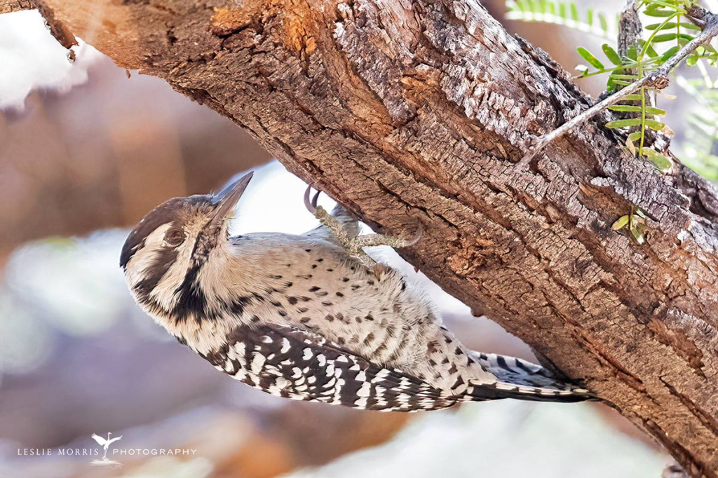 Ladderback Woodpecker - ID: 16024911 © Leslie J. Morris