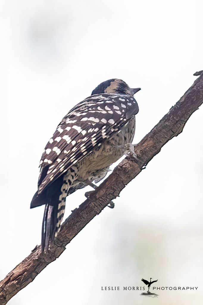 Ladderback Woodpecker - ID: 16024910 © Leslie J. Morris
