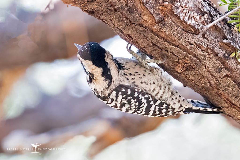 Ladderback Woodpecker - ID: 16024912 © Leslie J. Morris