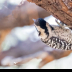 © Leslie J. Morris PhotoID # 16024912: Ladderback Woodpecker