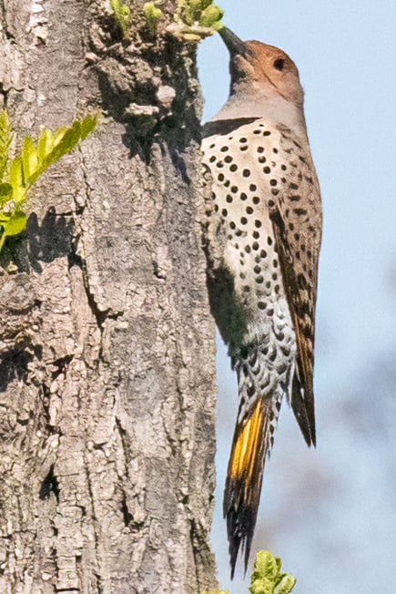 Northern Flicker Yellow-Shafted - ID: 16024914 © Leslie J. Morris