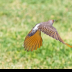 © Leslie J. Morris PhotoID # 16024916: Northern Flicker Yellow-Shafted