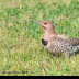 © Leslie J. Morris PhotoID # 16024918: Northern Flicker Intergrade