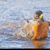 © Leslie J. Morris PhotoID # 16024930: American Robin