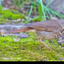 © Leslie J. Morris PhotoID # 16024934: Hermit Thrush