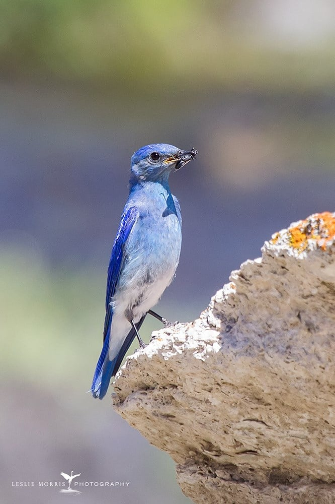 Mountain Bluebird - ID: 16024936 © Leslie J. Morris