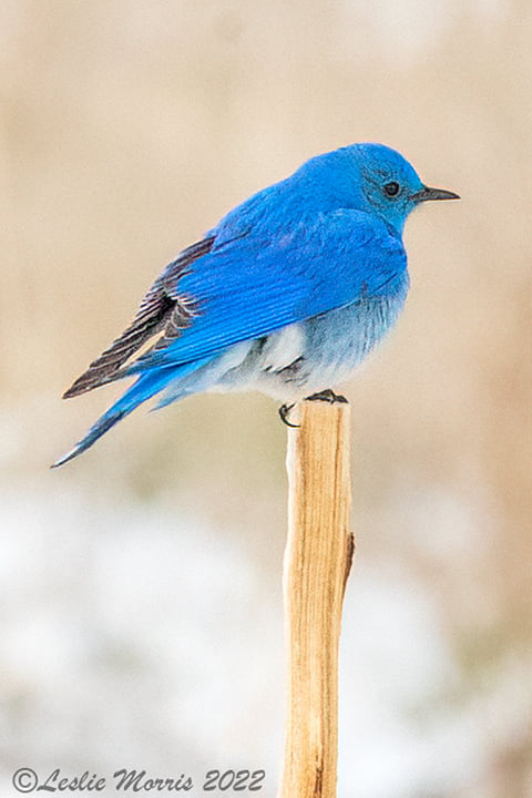 Mountain Bluebird - ID: 16024939 © Leslie J. Morris