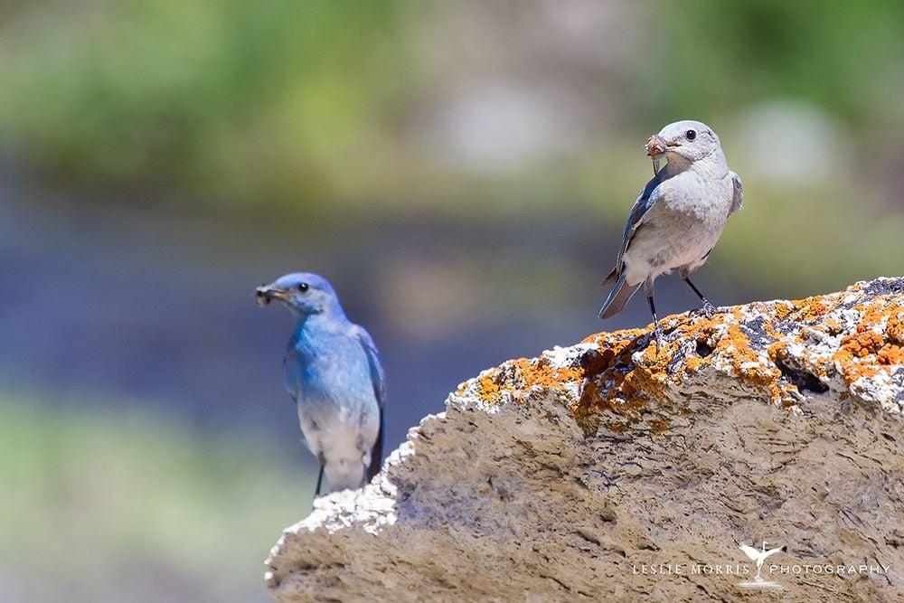 Mountain Bluebird - ID: 16024937 © Leslie J. Morris