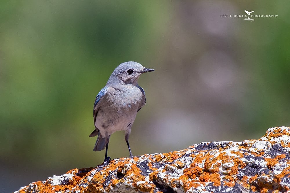 Mountain Bluebird - ID: 16024938 © Leslie J. Morris