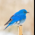 © Leslie J. Morris PhotoID # 16024939: Mountain Bluebird