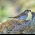 © Leslie J. Morris PhotoID # 16024940: Swainsons Thrush