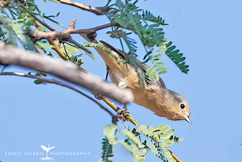 Lucy's Warbler - ID: 16024941 © Leslie J. Morris