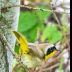 © Leslie J. Morris PhotoID # 16024943: Commong Yellowthroat