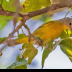 © Leslie J. Morris PhotoID # 16024945: Nashville Warbler