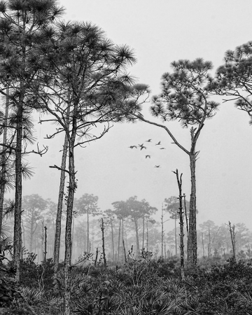 Florida Conservation Area - Scrubland