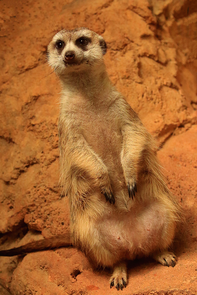 Meerkat