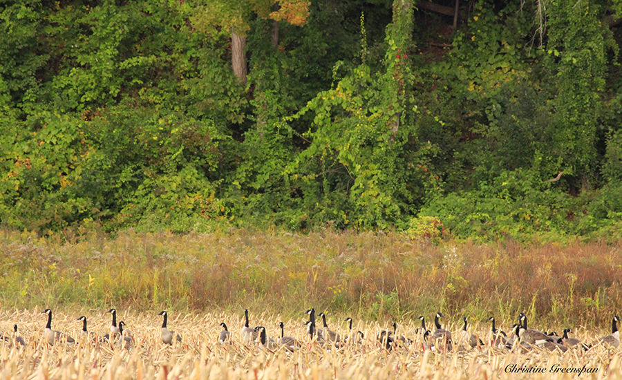 Gathering in the Cornfield