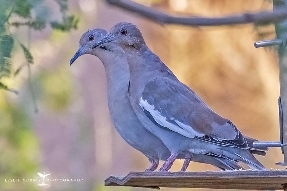 White-winged Dove - ID: 16025075 © Leslie J. Morris