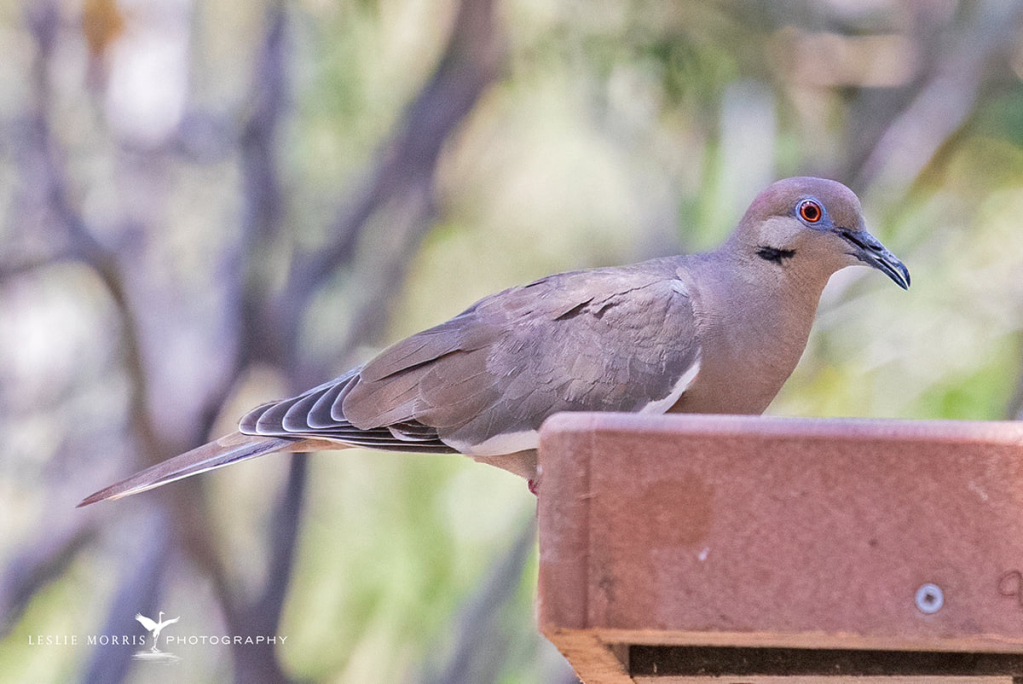 White-winged Dove - ID: 16025077 © Leslie J. Morris