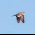 © Leslie J. Morris PhotoID # 16025076: White-winged Dove