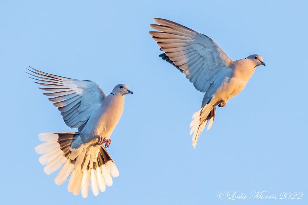 Eurasian-collared Dove - ID: 16025082 © Leslie J. Morris
