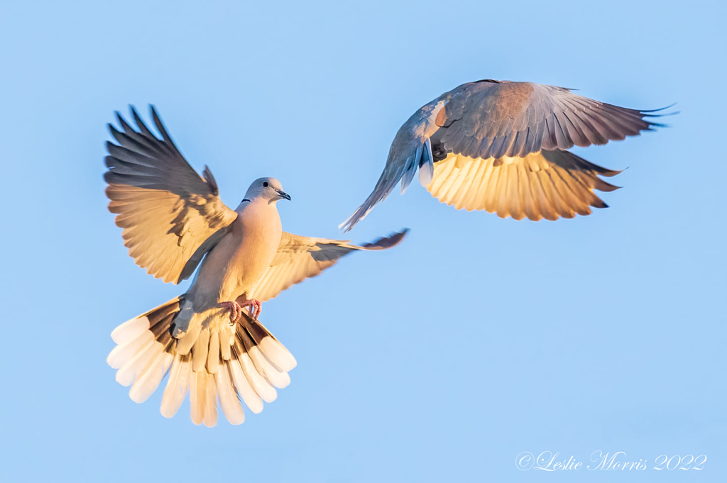 Eurasian-collared Dove - ID: 16025083 © Leslie J. Morris