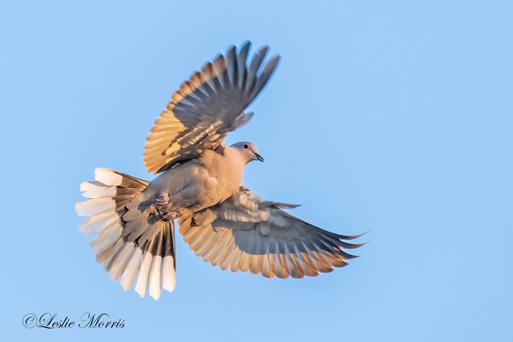 Eurasian-collared Dove - ID: 16025084 © Leslie J. Morris