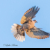 © Leslie J. Morris PhotoID # 16025084: Eurasian-collared Dove