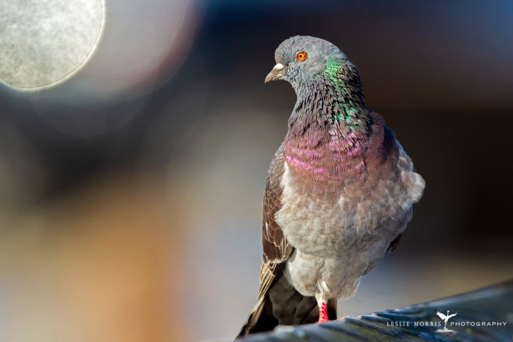Rock Pigeon - ID: 16025086 © Leslie J. Morris