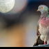 © Leslie J. Morris PhotoID # 16025086: Rock Pigeon