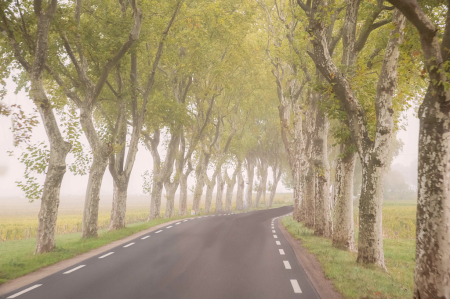 Country Road in the Fog Today