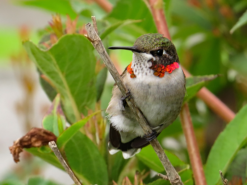 Male Hummingbird