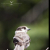 © Leslie J. Morris PhotoID # 16025164: Canada Jay