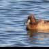 © Leslie J. Morris PhotoID # 16025166: Greater Scaup_65K2397